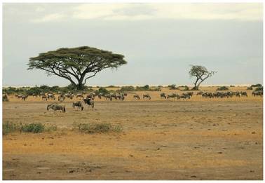 Lehenengo afrikar hominidoak bizi izan ziren inguruneak bazuen gaur egungo Afrika mendebaleko sabanarekin nolabaiteko antza.<br><br>